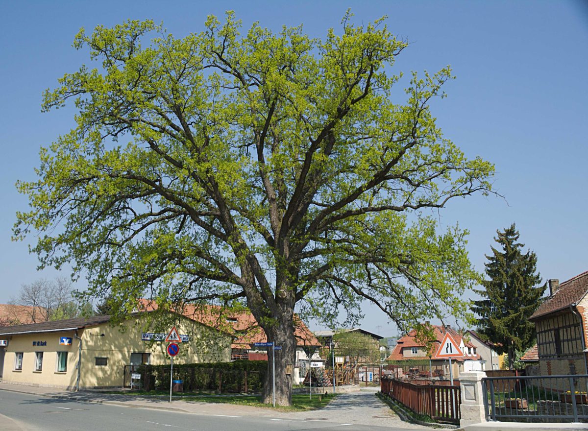 Lutherbaum Magdala Luthereiche